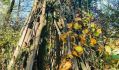 Piesza wycieczka do Vesny 28 f_thumb_1817e85c9f5335a399bcd5a333d934402bbdaef0b0e9